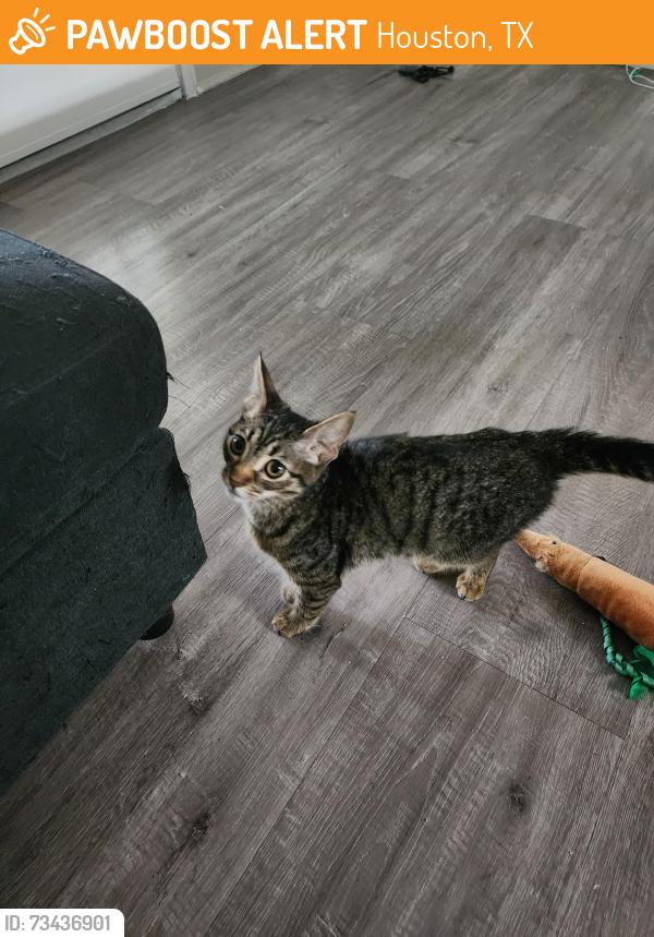 Found/Stray Female Cat last seen NRG stadium, Houston, TX 77054