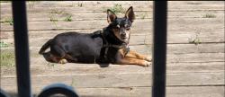 Reunited Male Dog last seen Burns Ave and Earl St., Saint Paul, MN 55106