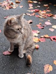 Lost Female Cat last seen Forestwood Drive & Lindenhaven, Columbus, OH 43230