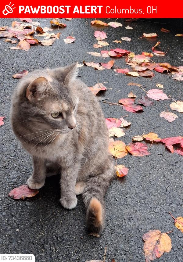 Lost Female Cat last seen Forestwood Drive & Lindenhaven, Columbus, OH 43230