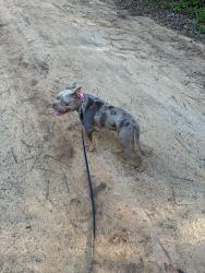 Lost Female Dog last seen Honeysuckle Trl, Wagener, SC 29164