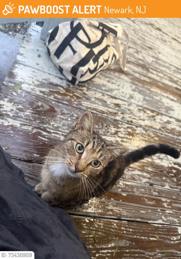 Found/Stray Unknown Cat last seen Near Fairmount, Newark, NJ 07103