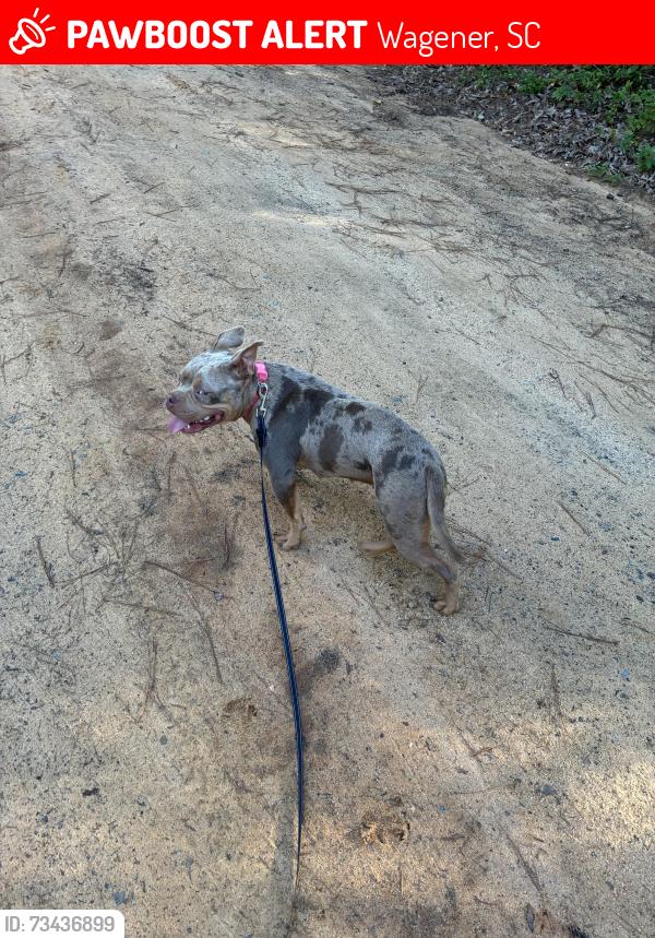Lost Female Dog last seen Honeysuckle Trl, Wagener, SC 29164