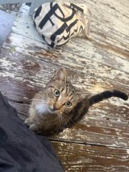 Found/Stray Unknown Cat last seen Near Fairmount, Newark, NJ 07103