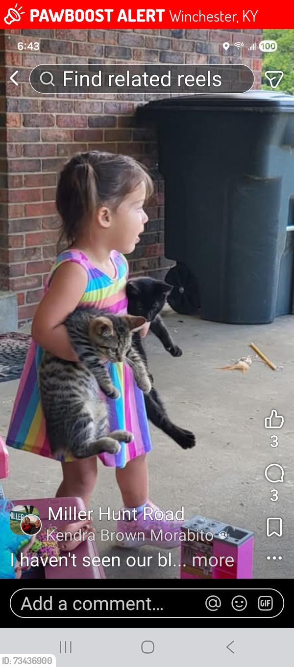 Lost Male Cat last seen Miller Hunt and 15, Winchester, KY 40391