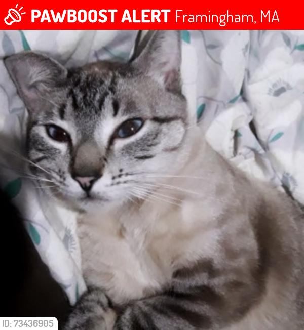 Lost Male Cat last seen Near 2nd street in Framingham, Framingham, MA 01702