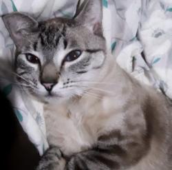 Lost Male Cat last seen Near 2nd street in Framingham, Framingham, MA 01702
