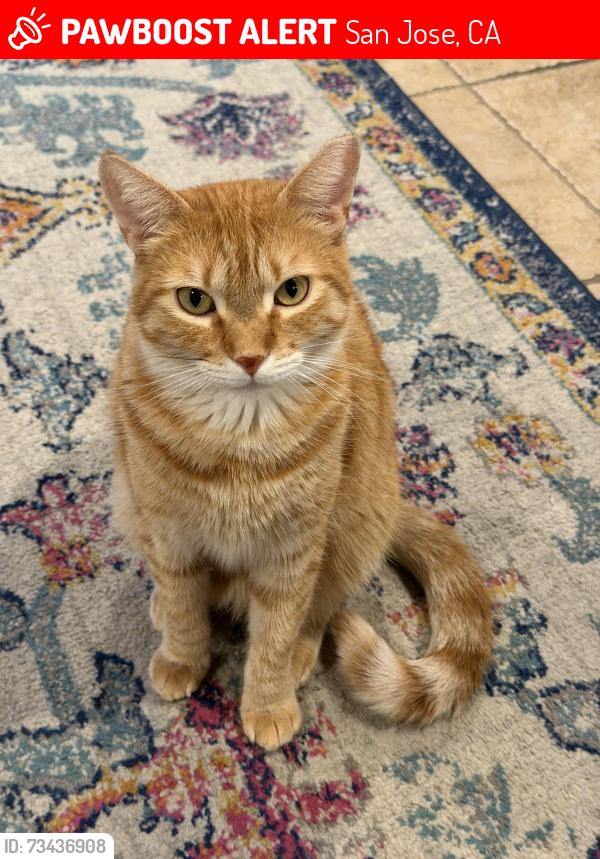 Lost Male Cat last seen Mountaire Ct, San Jose, San Jose, CA 95138