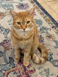 Lost Male Cat last seen Mountaire Ct, San Jose, San Jose, CA 95138