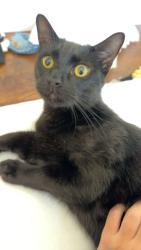 Lost Male Cat last seen conrad drive, resmar drive, grandview drive, La Mesa, CA 91941
