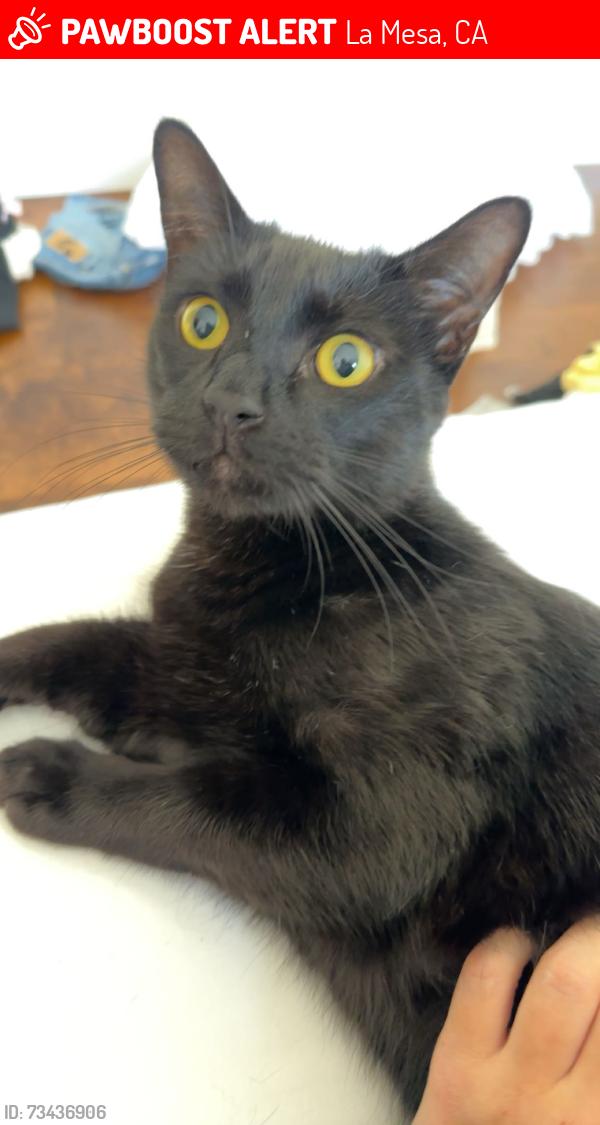 Lost Male Cat last seen conrad drive, resmar drive, grandview drive, La Mesa, CA 91941