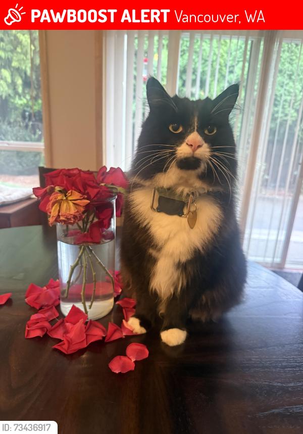 Lost Male Cat last seen Se 16th st Vancouver WA, Vancouver, WA 98664