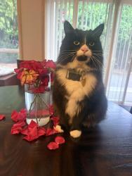 Lost Male Cat last seen Se 16th st Vancouver WA, Vancouver, WA 98664