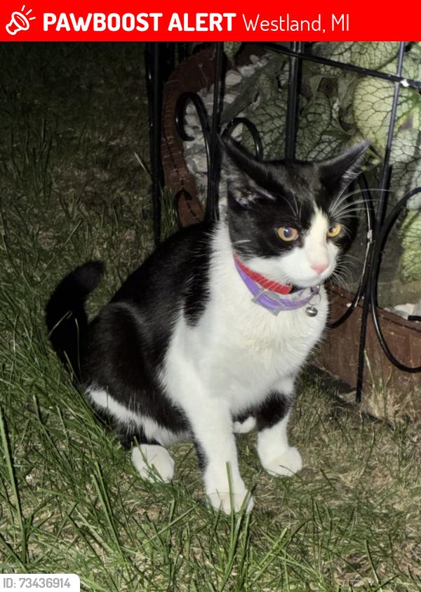 Lost Male Cat last seen Wildwood and Hunter, Westland, MI 48185