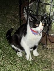 Lost Male Cat last seen Wildwood and Hunter, Westland, MI 48185