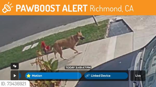 Found/Stray Unknown Dog last seen Btwn 24th & 30th Streets; NORTH SIDE, Richmond, CA 94804