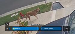 Found/Stray Unknown Dog last seen Btwn 24th & 30th Streets; NORTH SIDE, Richmond, CA 94804