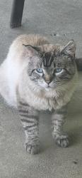 Found/Stray Male Cat last seen Miller Hunt and 15, Clark County, KY 40391