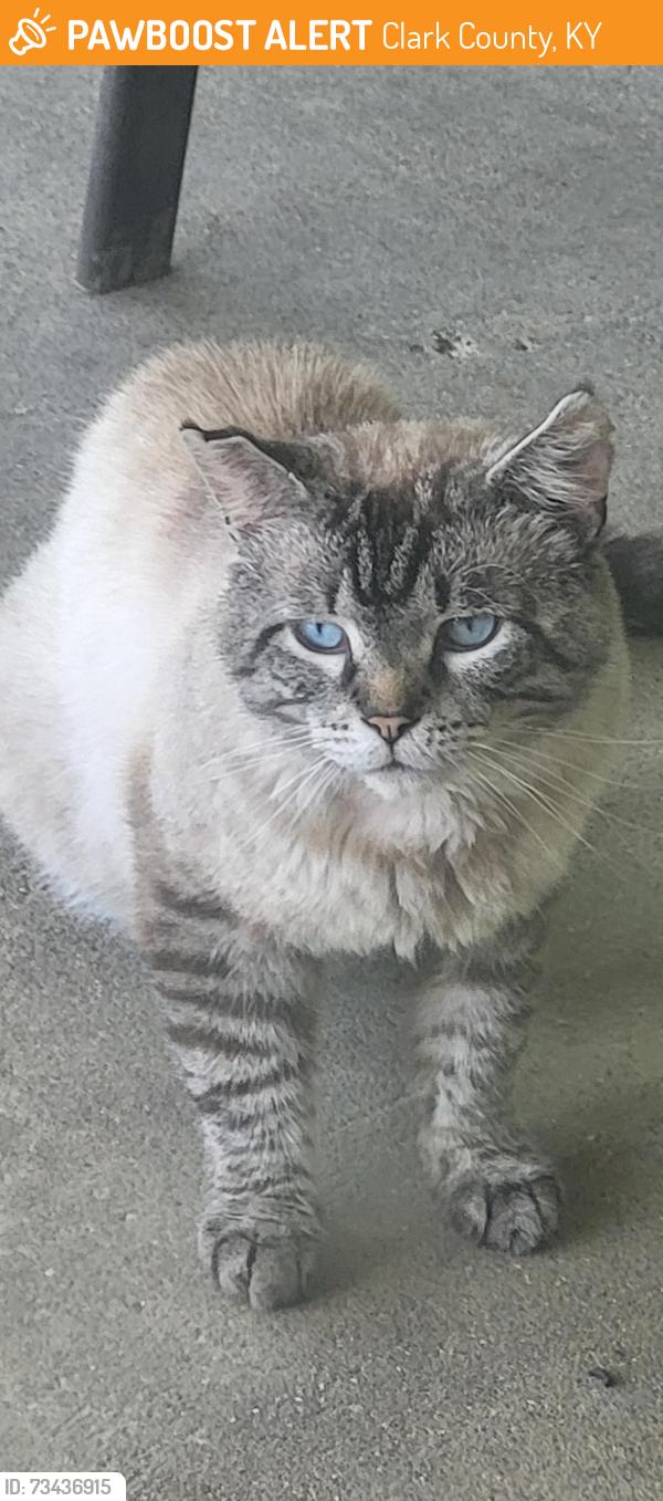 Found/Stray Male Cat last seen Miller Hunt and 15, Clark County, KY 40391
