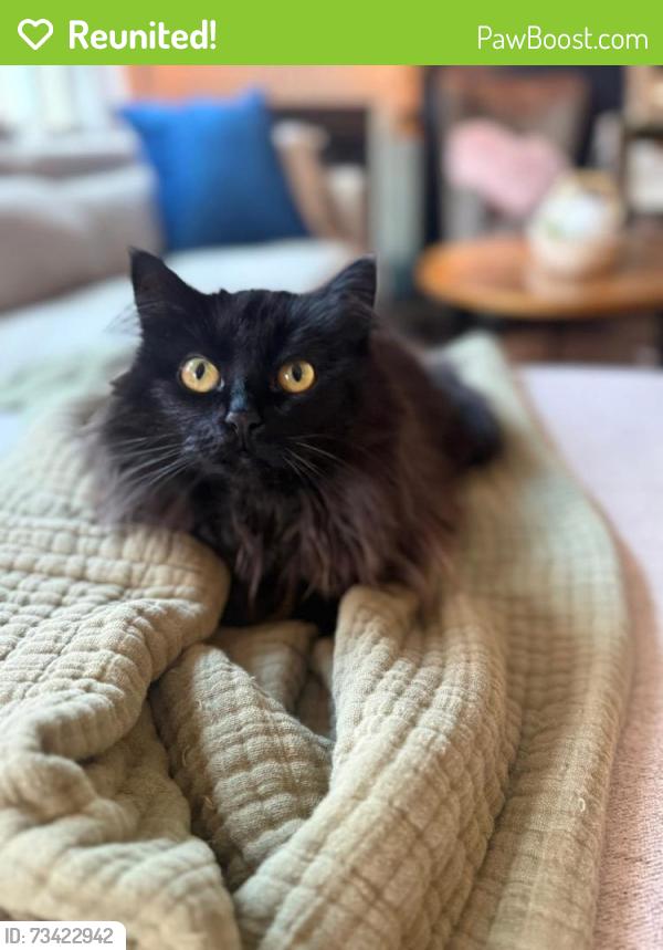 Reunited Female Cat last seen Pace Road Hiram, Hiram, GA 30141