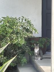 Found/Stray Female Cat last seen 17th and Bristol, Santa Ana, CA 92701