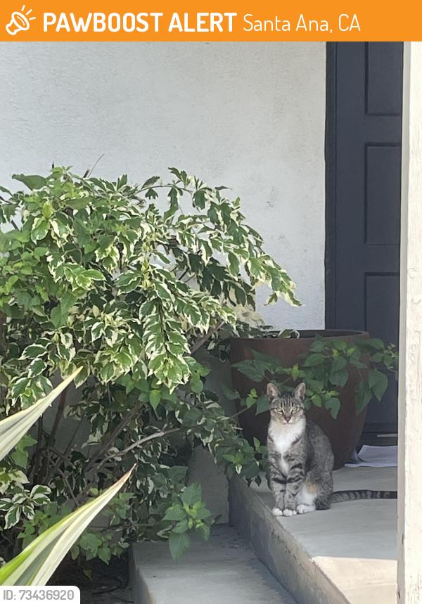 Found/Stray Female Cat last seen 17th and Bristol, Santa Ana, CA 92701