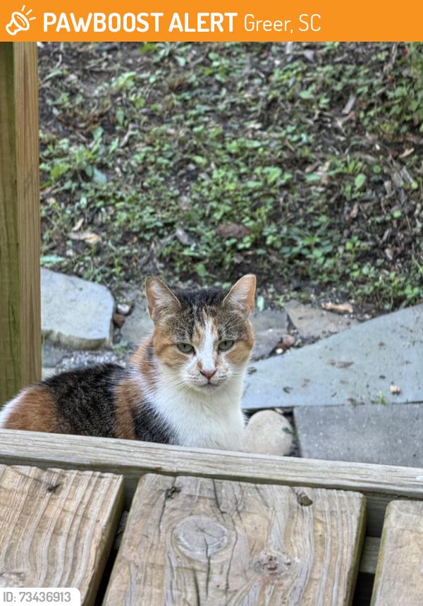 Found/Stray Female Cat last seen West James St & Brushy Creek, Greer, SC 29650