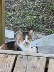 Found/Stray Female Cat last seen West James St & Brushy Creek, Greer, SC 29650