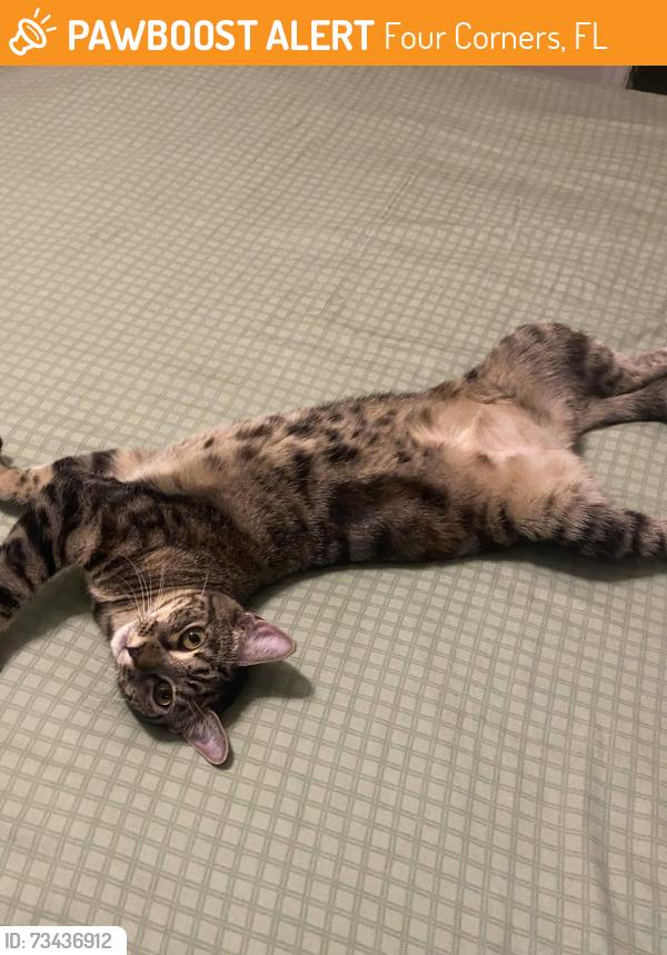 Found/Stray Female Cat last seen Reunion Resort, Four Corners, FL 34747