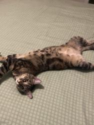 Found/Stray Female Cat last seen Reunion Resort, Four Corners, FL 34747