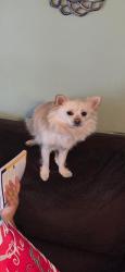 Lost Female Dog last seen Starbucks ,Mayflower,Shell station Dairi-o, Lenoir, NC 28645