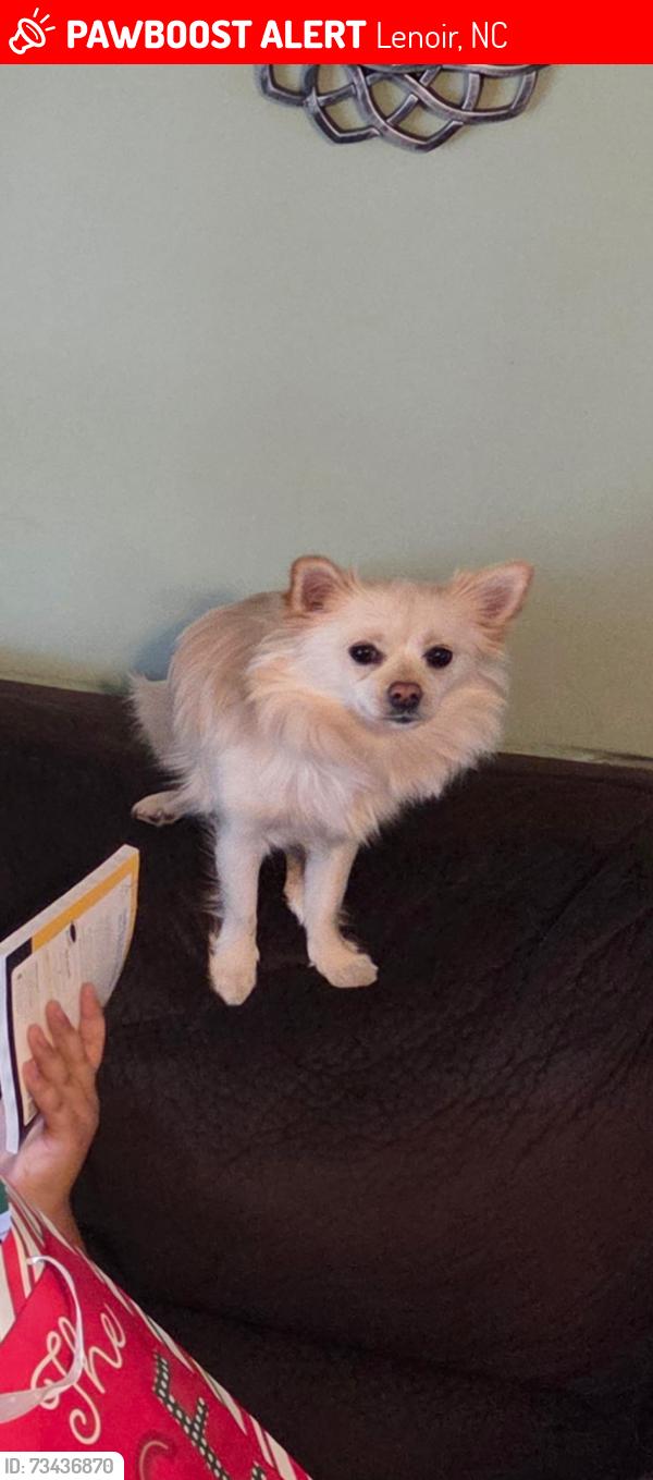 Lost Female Dog last seen Starbucks ,Mayflower,Shell station Dairi-o, Lenoir, NC 28645