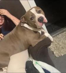 Reunited Male Dog last seen ellis road S, Jacksonville, FL 32205