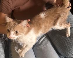 Lost Male Cat last seen 46th and Bryant Ave s, Minneapolis, MN 55419