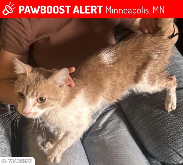 Lost Male Cat last seen 46th and Bryant Ave s, Minneapolis, MN 55419