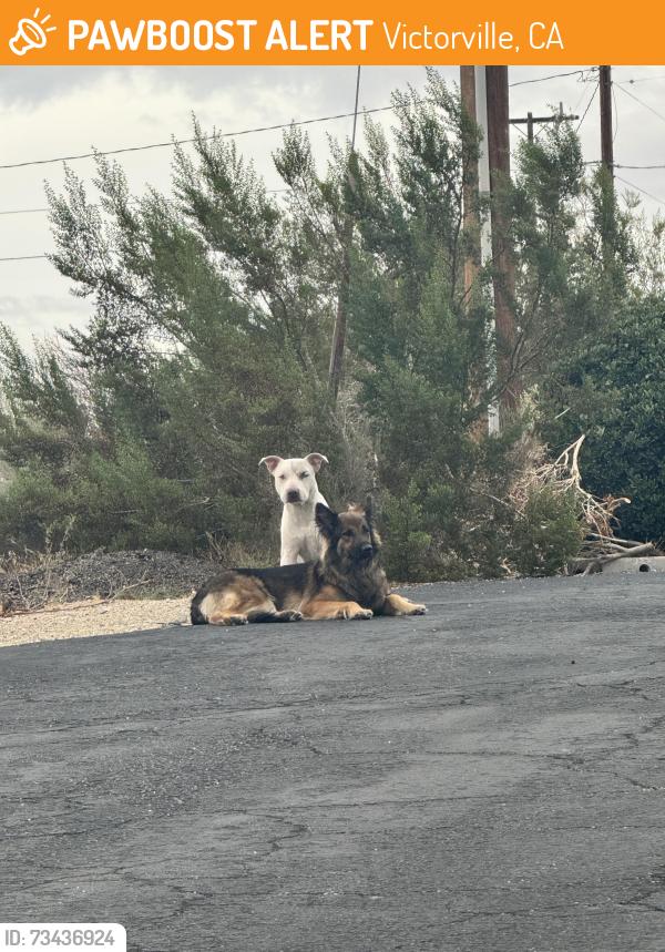 Found/Stray Unknown Dog last seen Hesperia rd., Victorville, CA 92395
