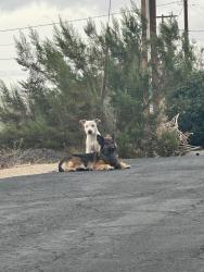 Found/Stray Unknown Dog last seen Hesperia rd., Victorville, CA 92395