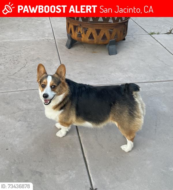 Lost Male Cat last seen San Jacinto, San Jacinto, CA 92583