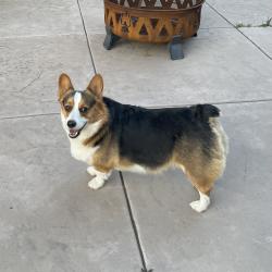 Lost Male Cat last seen San Jacinto, San Jacinto, CA 92583