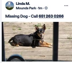 Reunited Male Dog last seen Clermont, Saint Paul, MN 55106