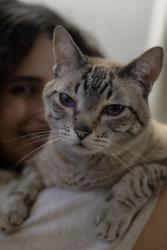 Lost Male Cat last seen second st, Framingham, MA 01702