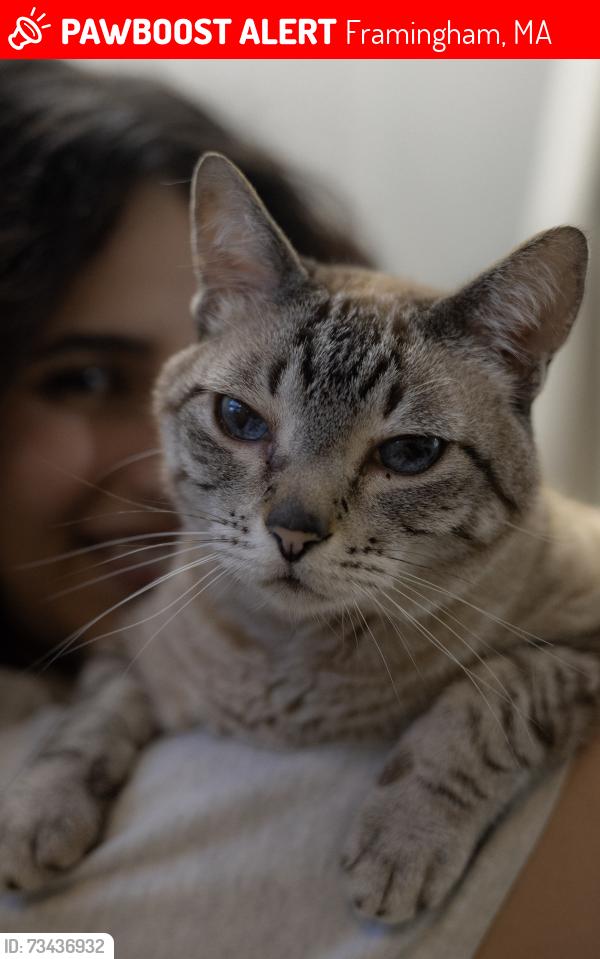 Lost Male Cat last seen second st, Framingham, MA 01702