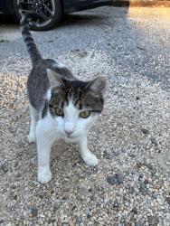 Found/Stray Unknown Cat last seen Georgia ave, around Osceola Lake, Hendersonville, NC 28739