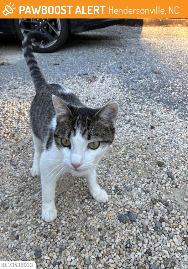 Found/Stray Unknown Cat last seen Georgia ave, around Osceola Lake, Hendersonville, NC 28739