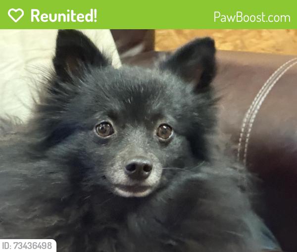 Reunited Male Dog last seen Near N Monterey Dr, Apache Junction, AZ 85120, USA, Apache Junction, AZ 85120