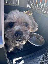 Found/Stray Male Dog last seen Aborn Rd, San Jose, CA 95121