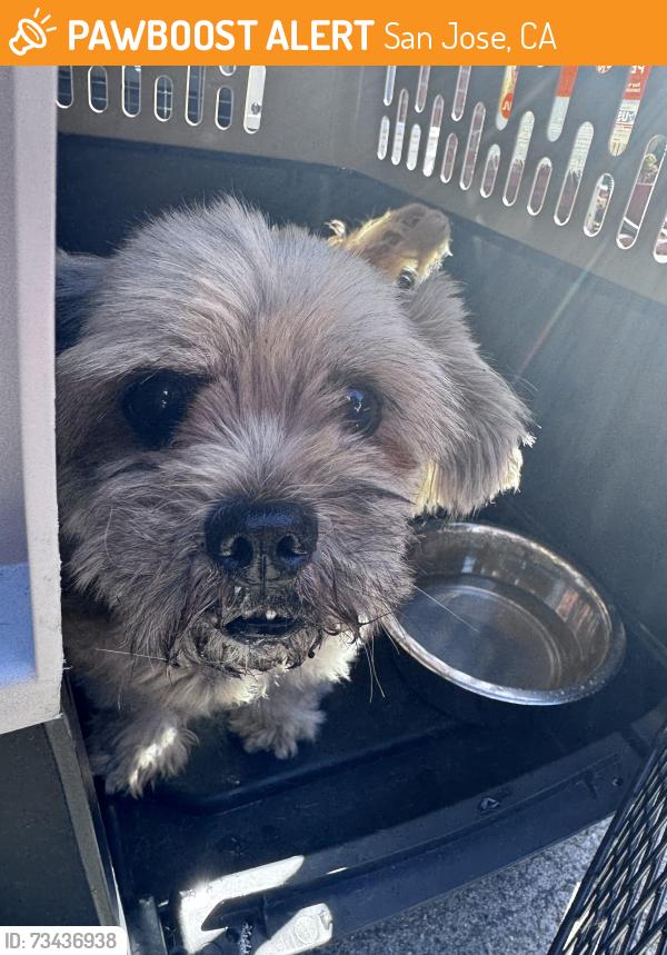Found/Stray Male Dog last seen Aborn Rd, San Jose, CA 95121