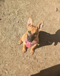Reunited Female Dog last seen Winco, South Medford, Medford, OR 97504