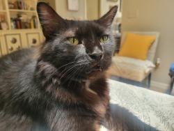 Lost Male Cat last seen taylor and n allen rd, Wake Forest, NC 27587