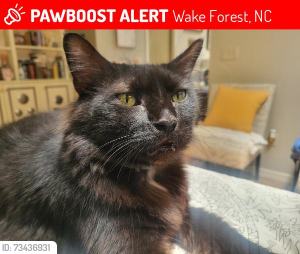 Lost Male Cat last seen taylor and n allen rd, Wake Forest, NC 27587